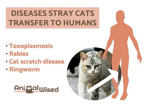 Stray Cat Diseases Transmissible To Humans Can You Get Sick From