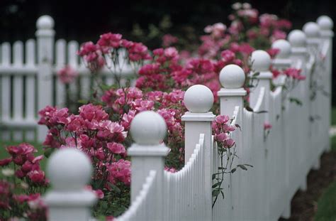 Pink Roses Growing Along A Wooden Fence Photograph By Michael Melford