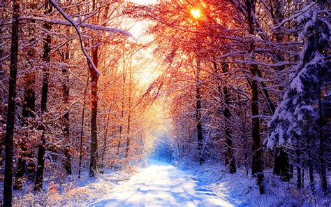 Trees Forest Snow Winter Sun Nature Wallpapers Hd Desktop And