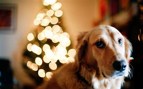Dog Christmas Tree Lights New Year Wallpaper 1680x1050 12682