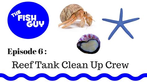 Ep 6 Reef Tank Clean Up Crew Youtube