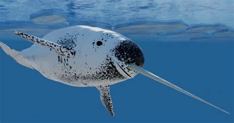 Narwhal Personality Type Explained Characteristics Of The Narwhal