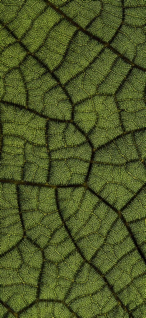 Green Leaf Iphone X Wallpapers Free Download