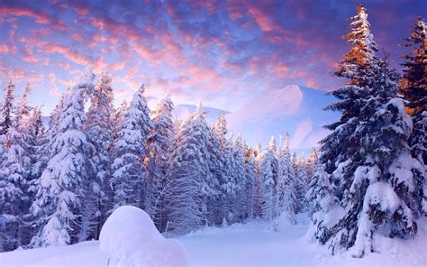 Bilder Natur Winter Fichten Schnee Wälder