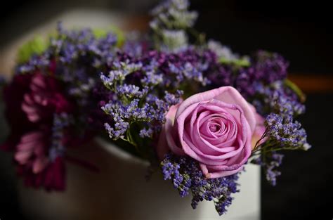 Ilmaisia Kuvia kukka valokuvaus violetti terälehti kukkakimppu