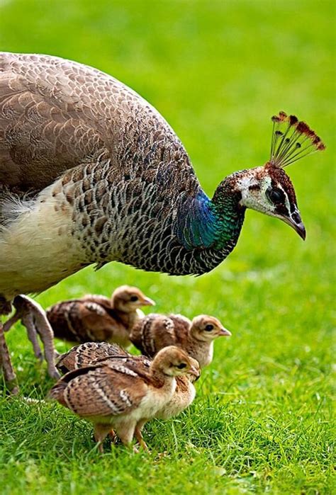 Raising Peafowl — Indiana State Poultry Association