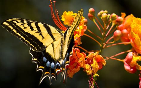 Online Crop Yellow And Black Butterfly Hd Wallpaper Wallpaper Flare