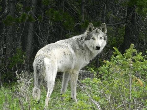 The State That Cried Wolf Colorados Gray Wolf Reintroduction Plan