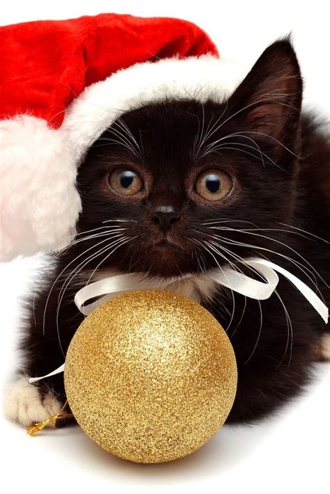The 10 Cutest Christmas Cats Holidaycat3 Cute Attack