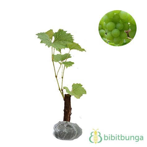 Maybe you would like to learn more about one of these? Tanaman Anggur Hijau Lokal - BibitBunga.com