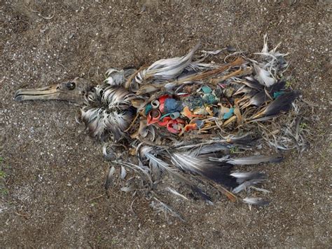 Midway Albatross An Icon Of The Plastic Pollution Problem Plastic