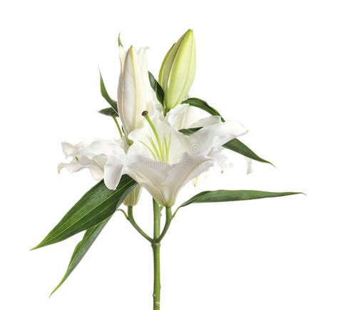 Beautiful Lilies On White Background Funeral Stock Image Image Of