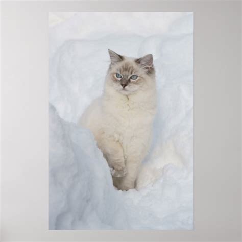 1001 Art Galleries Ragdoll Cat Poster Gallery