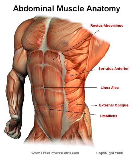 Ab Muscle Anatomy Now How To Effectively Work Em Fitness Anatomi Ve Fizyoloji Idman