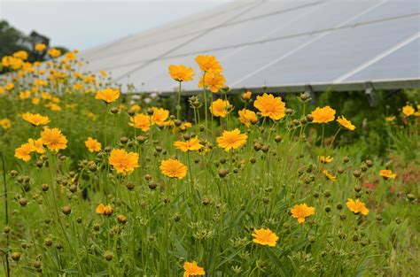 Perdue Farms Is The First In Us To Create Pollinator Friendly Habitat