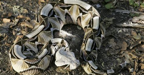 Gaboon Viper Bite Why It Has Enough Venom To Kill 6 Humans And How To