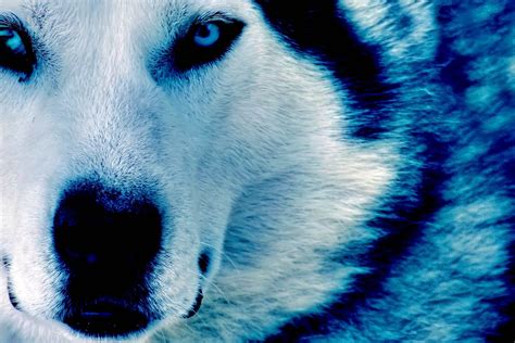 Cool Blue Wolf Wallpapers - Wolf-Wallpapers.pro
