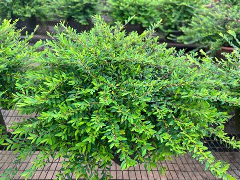 Phyllanthus Myrtifolius Furniture And Home Living Gardening Plants
