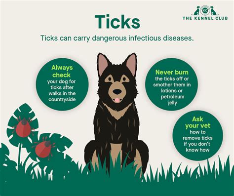 Ticks In Dogs Dog Health The Kennel Club