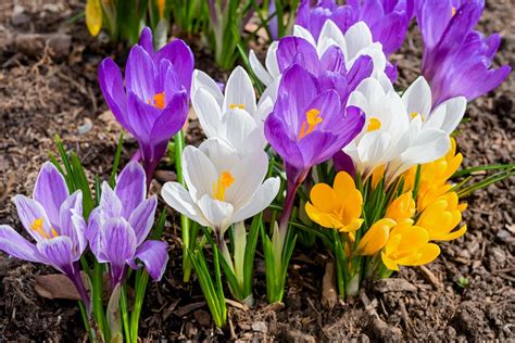 9 Popular Easter Flowers And What They Symbolize Farmers Almanac