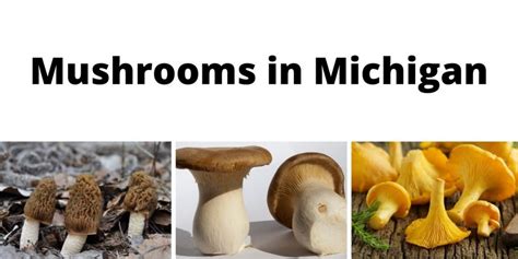 A Comprehensive List Of Common Wild Mushrooms In Michigan