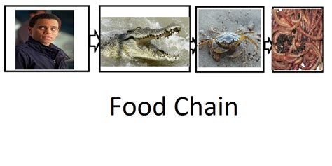 Diet And Food Chain Saltwater Crocodile