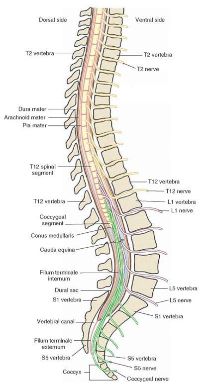 Spinal Segments Caudal To The Cervical Region Note That The Spinal