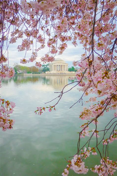 Ultimate Guide To Seeing Washington Dcs Cherry Blossoms As A Dc Area