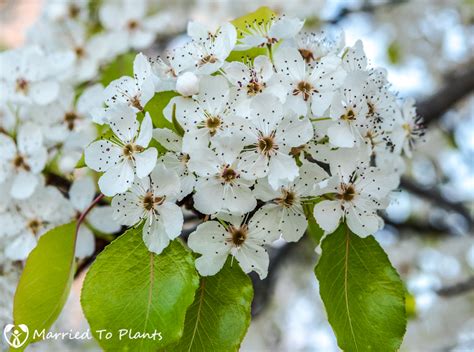 A Flowering Evergreen Pear Tree Pyrus Kawakami Tells Us Spring Is Near