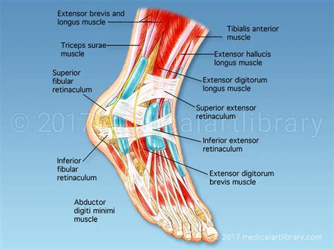 Anatomy Of The Foot Medical Art Library