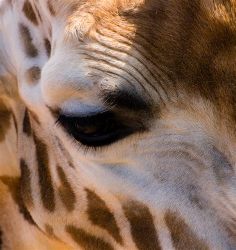 Giraffe Eye Taken At The South Lakes Animal Park I Decide Flickr