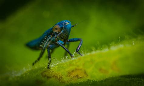 無料画像 自然 マクロ撮影 緑 害虫 無脊椎動物 閉じる 野生動物 生物 写真 葉 眼 飛ぶ 電気青 草 節足