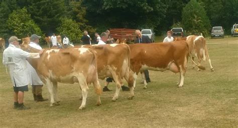 Gallery English Guernsey Cattle Society