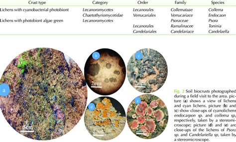 Classification Of Lichens And Cyanolichens Of The Studied Site
