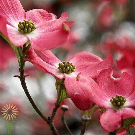 Pink Flowering Dogwood Tree Varieties Garden Housecalls