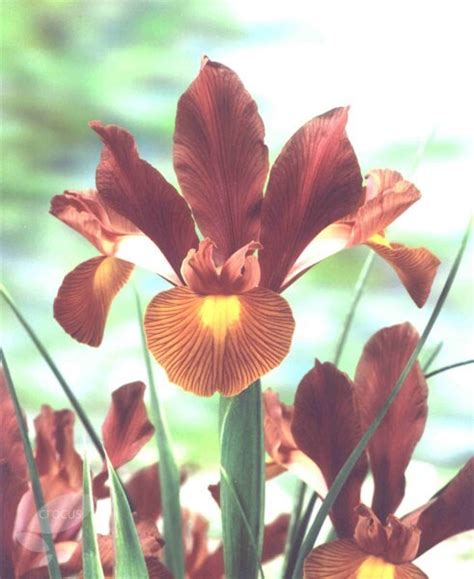 Where to buy iris flowers. Buy Dutch iris bulbs Iris Lion King: £3.99 Delivery by Crocus