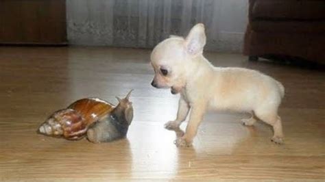 Maybe you would like to learn more about one of these? Super Cute Baby Animals 🔴 Funny Cats and Dogs Videos (2019 ...