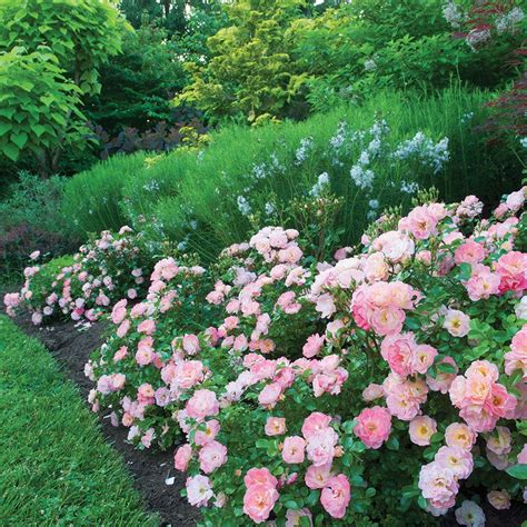 Landscaping Ground Cover Roses Ground Cover Is Best