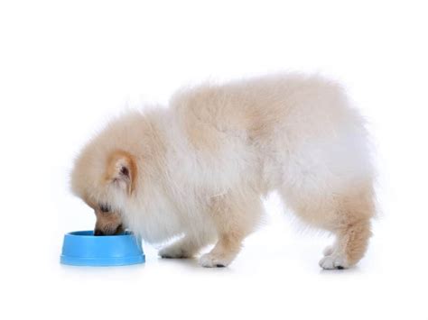 🦴 Best Dog Food For Pomeranians And Puppy In 2020 🦴 Goodpuppyfood