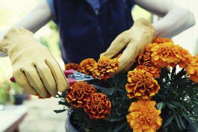 I'm afraid i snipped off the dead buds. When Should I Deadhead Marigolds ? Tips On Removing Spent ...