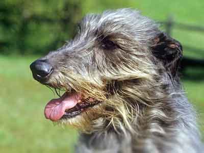 Drooping, and as broad and powerful as possible, the hips being set wide apart. Scottish Deerhound - Information, Characteristics, Facts ...