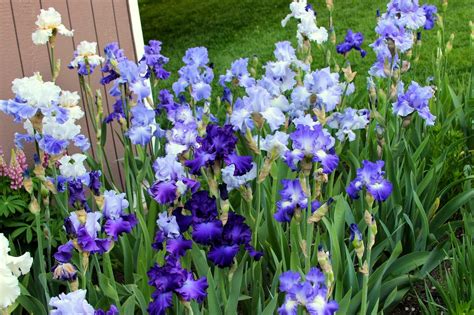 World Of Irises The Blue Iris Garden Planting A Monochromatic Tall
