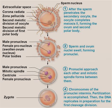 Describe The Process Of Fertilization In Human With The Help Of Four