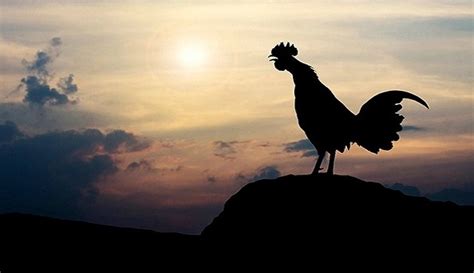 Suara ayam jago berkokok di pagi hari. Ini Alasan Ayam Jantan Tidak Pernah Kesiangan Berkokok Di ...