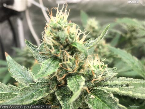 Sensi seeds is a legendary seed company founded by ben dronkers, which in 1975 began to cultivate medicinal marijuana. Sensi Seeds Super Skunk grow journal week8 by HemiSync ...