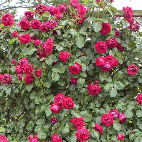 Eric Tabarly Red Eden Rose Climbing Rose Famous Roses World