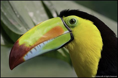 Rainbow Billed Toucan Ramphastos Sulfuratus Costa Rica Flickr