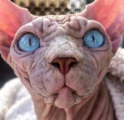 Hairless Sinister Looking Cat May Be Named The Scariest Feline In The