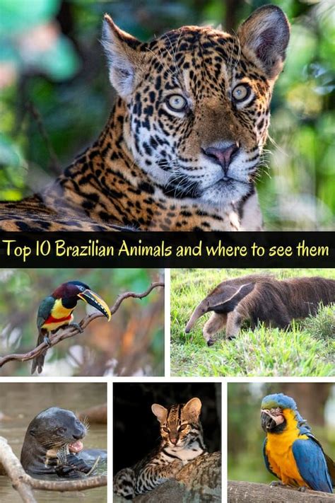 35 Amazing Brazilian Animals You Can Spot On Your Travels South