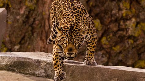 Download Wallpaper 1366x768 Jaguar Predator Wild Tablet Laptop